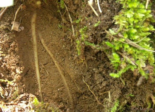 image of Sanicula smallii, Small's Sanicle, Southern Sanicle, Small's Black-snakeroot