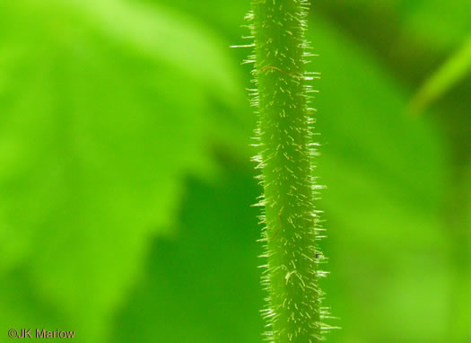 Astilbe biternata, Appalachian False Goatsbeard, Appalachian Astilbe