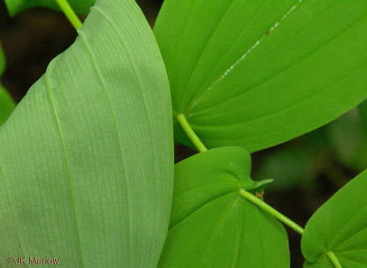 Uvularia perfoliata, Perfoliate Bellwort