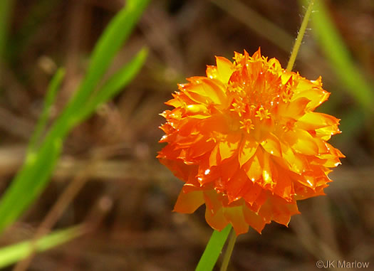 image of Polygala lutea, Orange Milkwort, Red-hot-poker, Candyroot, Yellow Bachelor's-buttons