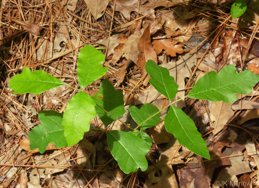 image of Toxicodendron pubescens, Poison Oak, Southeastern Poison Oak