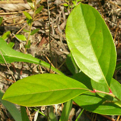 image of Lyonia mariana, Staggerbush, Large-flowered Fetterbush