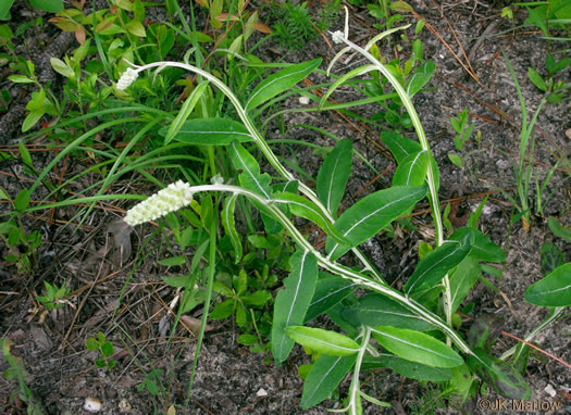 image of Pterocaulon pycnostachyum, Black Snakeroot, Dense-spike Blackroot, Pineland Wingstem