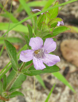 image of Dyschoriste oblongifolia, Blue Twinflower, Pineland Dyschoriste, Oblong Twinflower