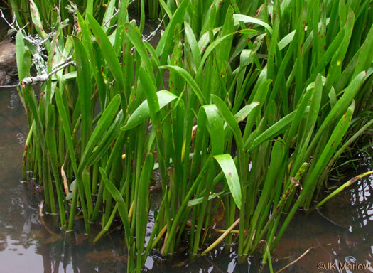 image of Hymenocallis coronaria, Rocky-shoals Spiderlily, Catawba Spiderlily, Carolina Spiderlily, Cahaba Lily