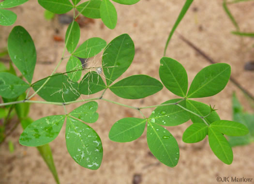 image of Baptisia alba, Thick-pod White Wild Indigo