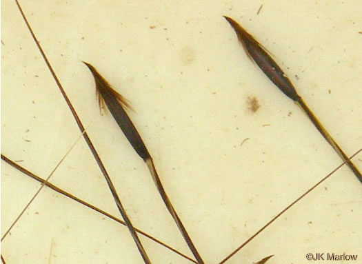 image of Piptochaetium avenaceum, Green Needlegrass, Blackseed Needlegrass, Eastern Needlegrass, Black Oatgrass