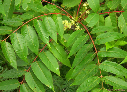 image of Ailanthus altissima, Ailanthus, Tree-of-heaven, Stink-tree