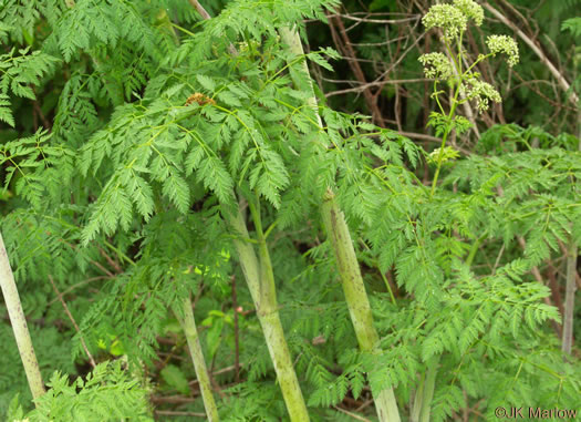 image of Conium maculatum, Poison-hemlock