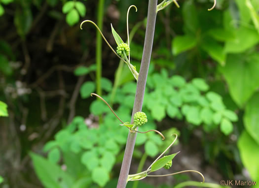 image of Smilax herbacea, Common Carrionflower, Smooth Carrionflower