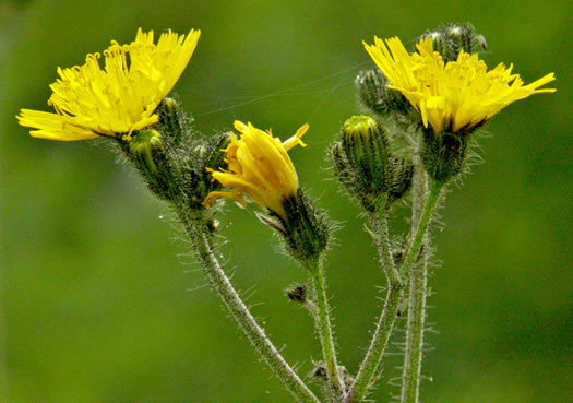 image of Pilosella caespitosa, Field Hawkweed, Yellow King-devil, Meadow Hawkweed