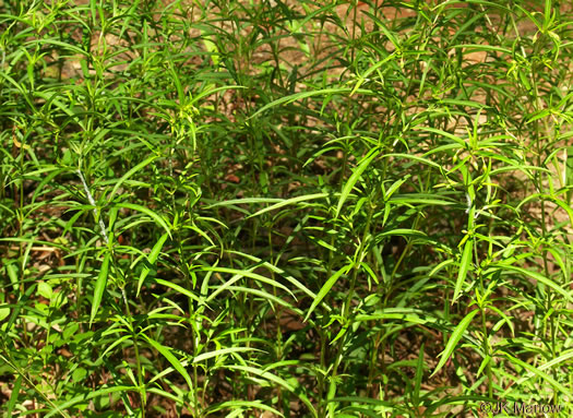 image of Steironema lanceolatum, Lanceleaf Loosestrife