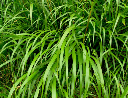 image of Tripsacum dactyloides var. dactyloides, Gama Grass, Eastern Gamagrass