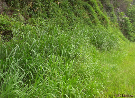 image of Tripsacum dactyloides var. dactyloides, Gama Grass, Eastern Gamagrass