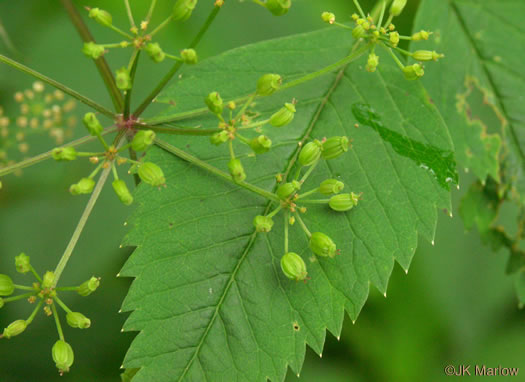 image of Ligusticum canadense, American Lovage