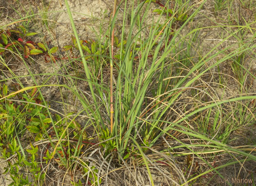 image of Uniola paniculata, Sea Oats