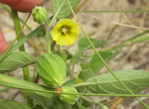 image of Physalis walteri, Dune Ground-cherry, Sand Ground-cherry, Walter's Ground-cherry