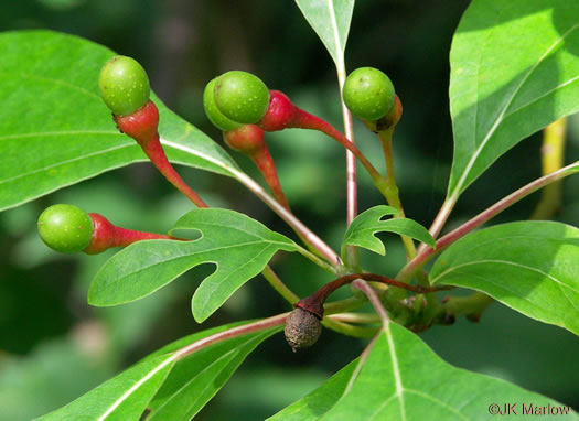 Sassafras albidum, Sassafras