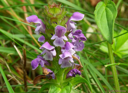 image of Prunella vulgaris var. lanceolata, American Heal-all, American Self-heal, Lance Selfheal