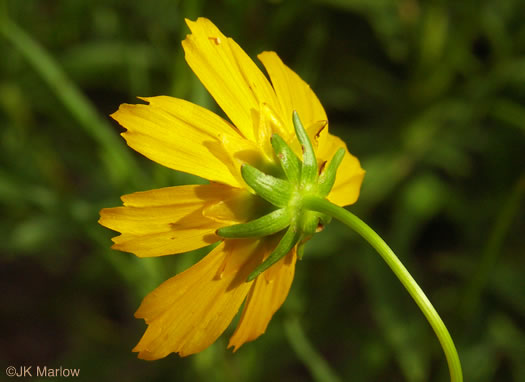 involucral bracts