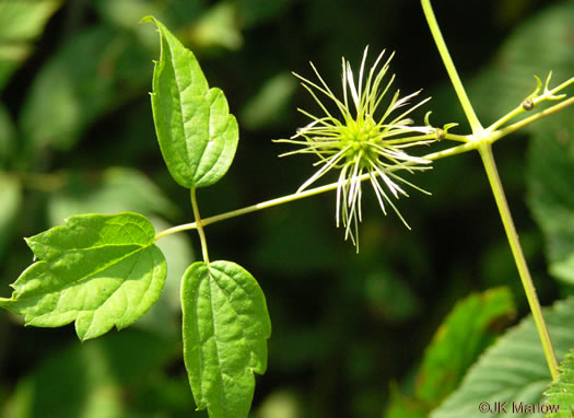 image of Clematis virginiana, Virgin's Bower