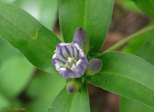 image of Gentiana decora, Appalachian Gentian, Showy Gentian