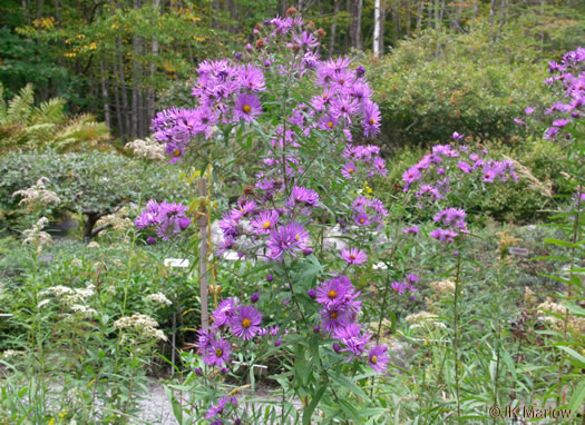 image of Symphyotrichum novae-angliae, New England Aster, Michaelmas-daisy