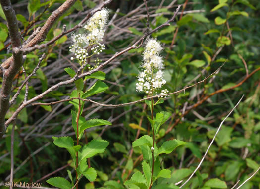 image of Spiraea latifolia, Broadleaf Meadowsweet