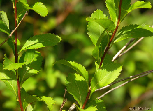 image of Spiraea latifolia, Broadleaf Meadowsweet