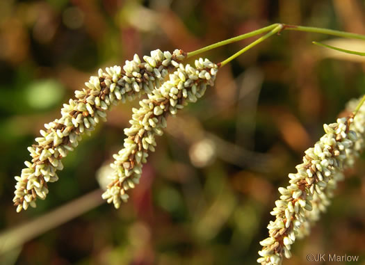 image of Persicaria lapathifolia, Dockleaf Smartweed, Willow-weed, Pale Smartweed