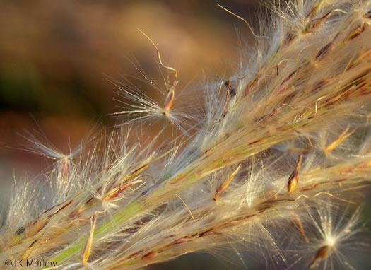 image of Erianthus alopecuroides, Silver Plumegrass