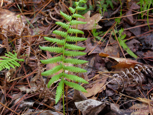 image of Deparia petersenii, Japanese Lady Fern, Japanese false spleenwort