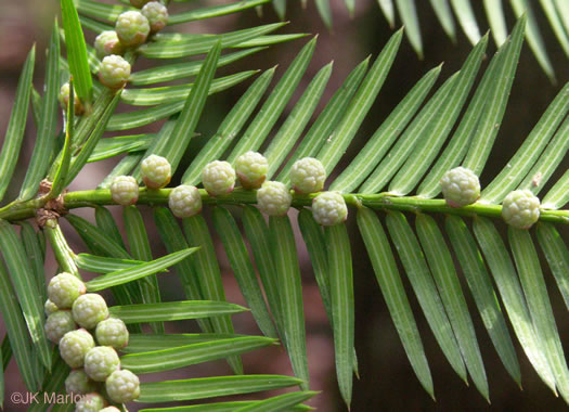 Torreya taxifolia, Florida Torreya, Stinking-cedar