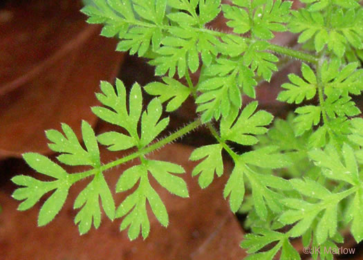 image of Chaerophyllum tainturieri, Southern Chervil, Wild Chervil, Hairyfruit Chervil