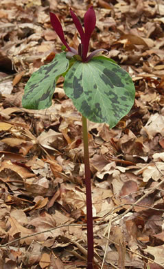 Mottled Trillium