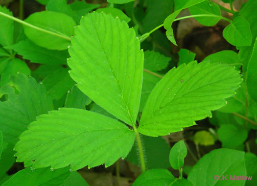 Fragaria virginiana, Wild Strawberry