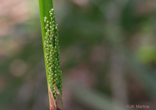 image of Sabal minor, Dwarf Palmetto, Bush Palmetto, Dwarf Blue Palmetto, Bluestem Palmetto