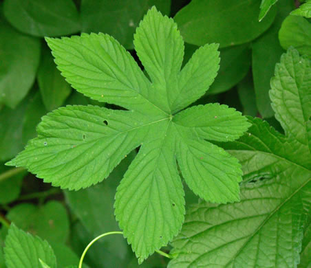 Humulus scandens, Japanese Hops