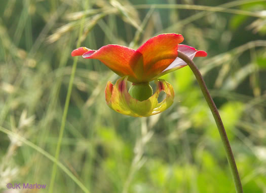 Sarracenia jonesii, Mountain Sweet Pitcherplant