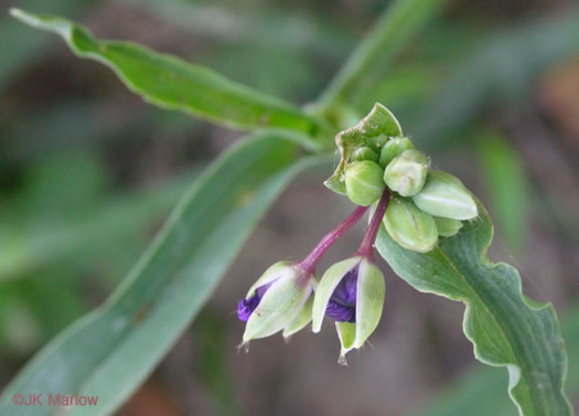 image of Tradescantia ohiensis, Smooth Spiderwort, Ohio Spiderwort