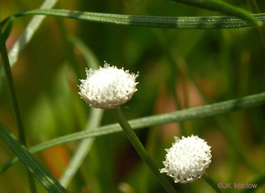 image of Eriocaulon decangulare var. decangulare, Ten-angle Pipewort, Hat Pin, Hard Pipewort