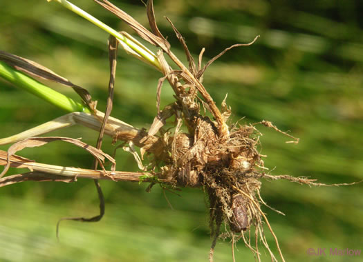 image of Phleum pratense ssp. pratense, Timothy