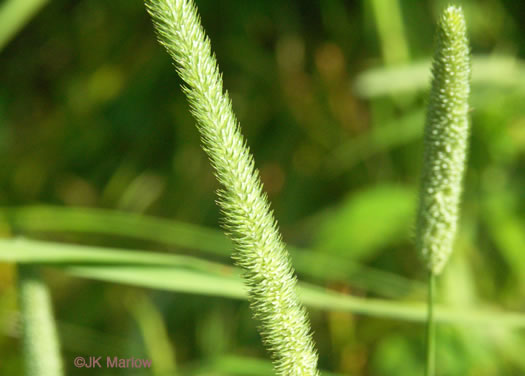 image of Phleum pratense ssp. pratense, Timothy