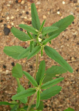 image of Croton glandulosus var. septentrionalis, Doveweed, Tooth-leaved Croton, Sand Croton, Northern Croton