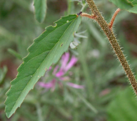 image of Croton glandulosus var. septentrionalis, Doveweed, Tooth-leaved Croton, Sand Croton, Northern Croton