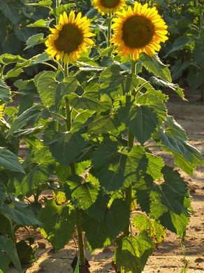 image of Helianthus annuus, Common Sunflower, Mirasol