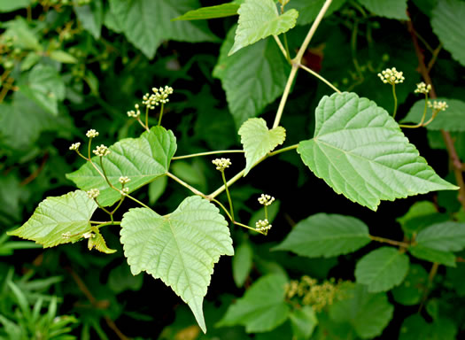 image of Ampelopsis glandulosa, Porcelain-berry, Amur Peppervine