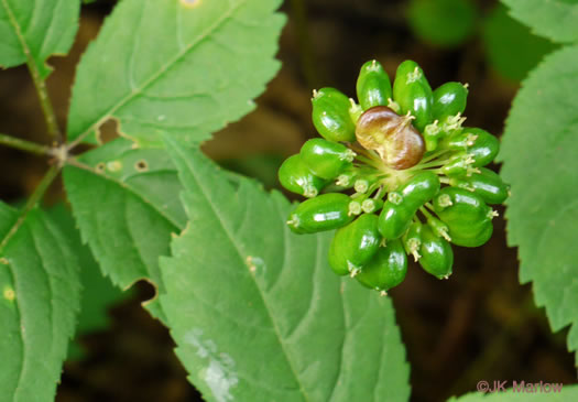 image of Panax quinquefolius, American Ginseng, Sang