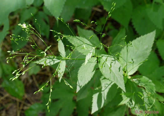 image of Cryptotaenia canadensis, Honewort