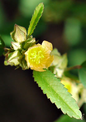 Sida spinosa, Prickly Fanpetals, Prickly Sida, Prickly Mallow, False-mallow